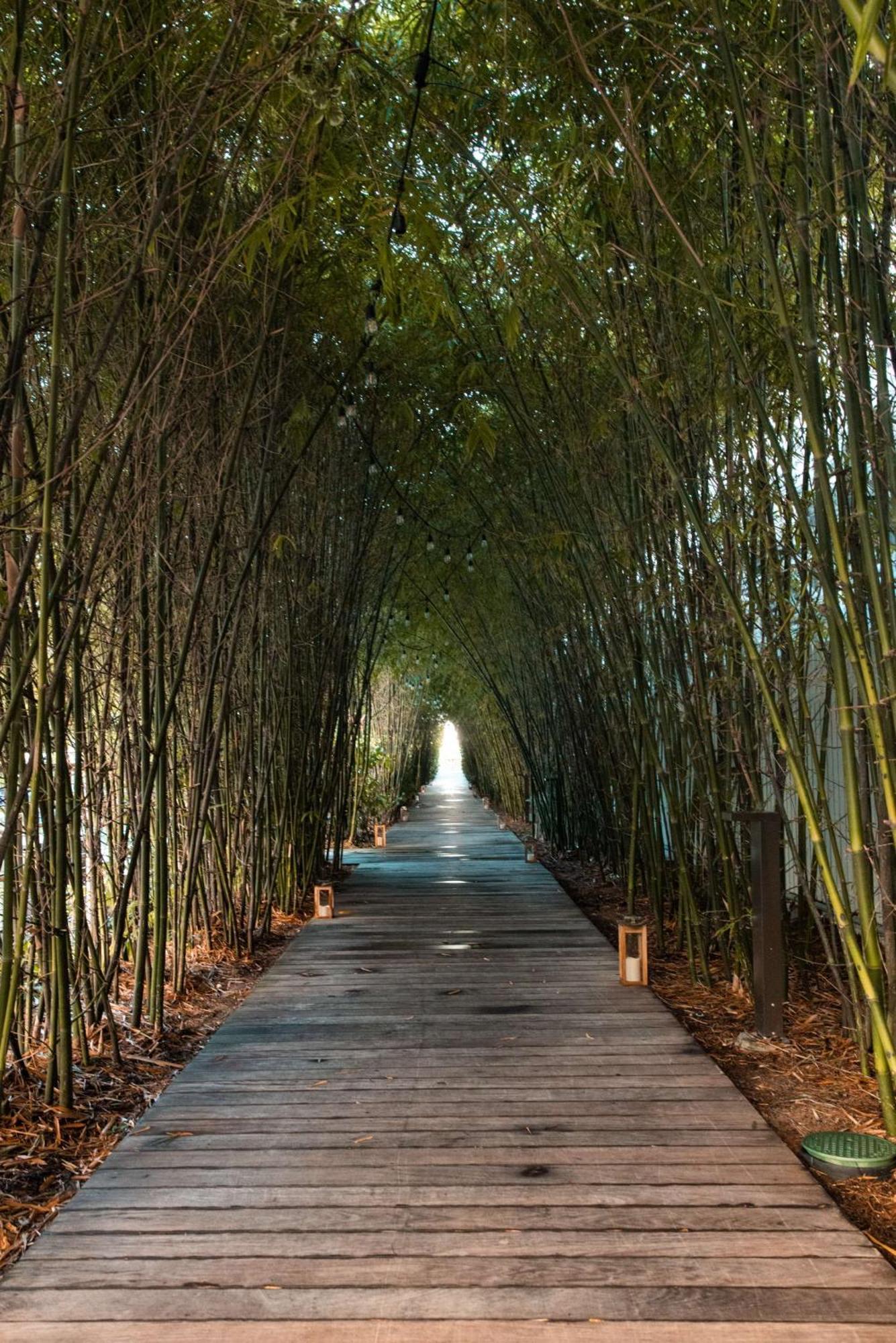 Nautilus Sonesta Miami Beach Esterno foto Bamboo forest in China